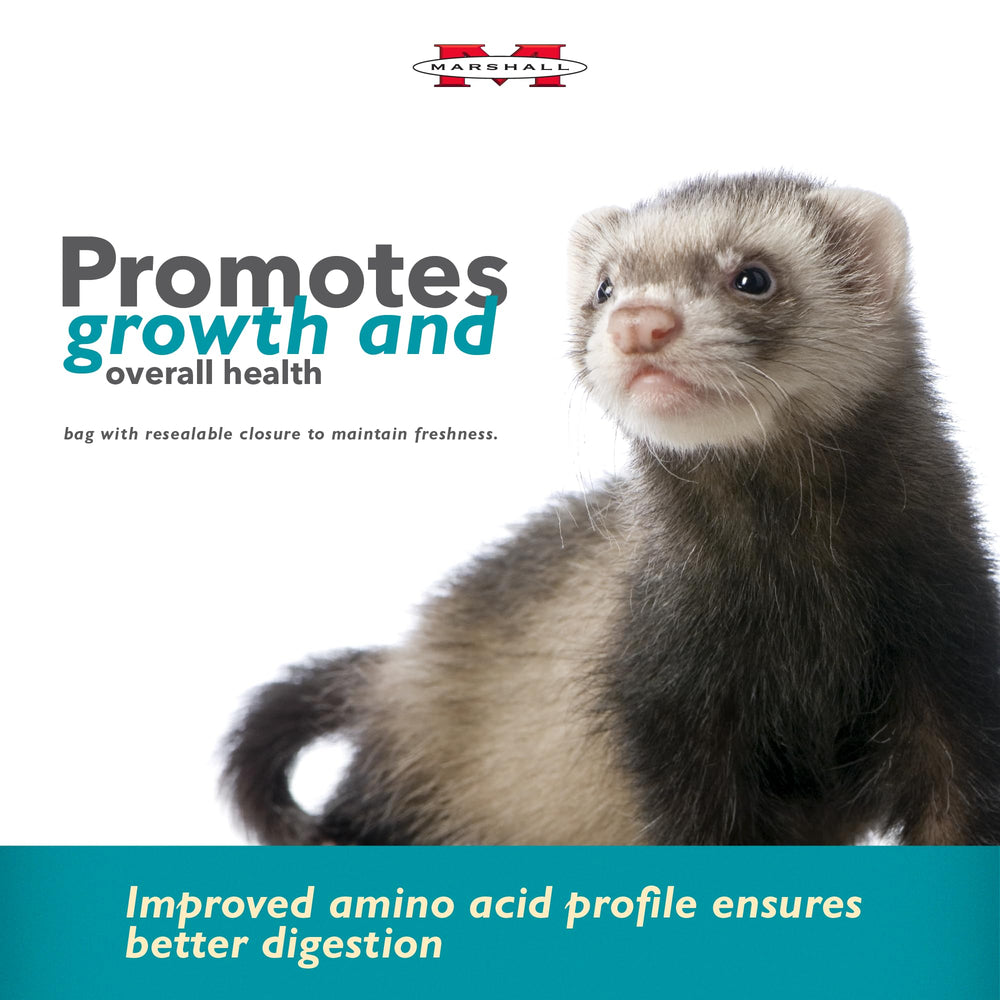 Marshall Select Chicken Formula ferret energetic play scene suggests energy support.