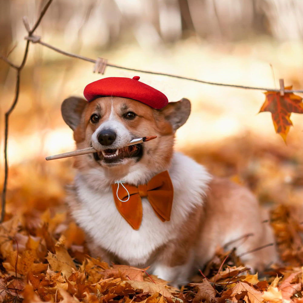 Marsrut pet headwear red for events adds vibrant charm.