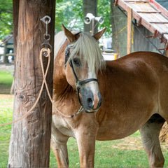 Martx blocker tie ring attached to horse tack illustrates safer single or cross ties.