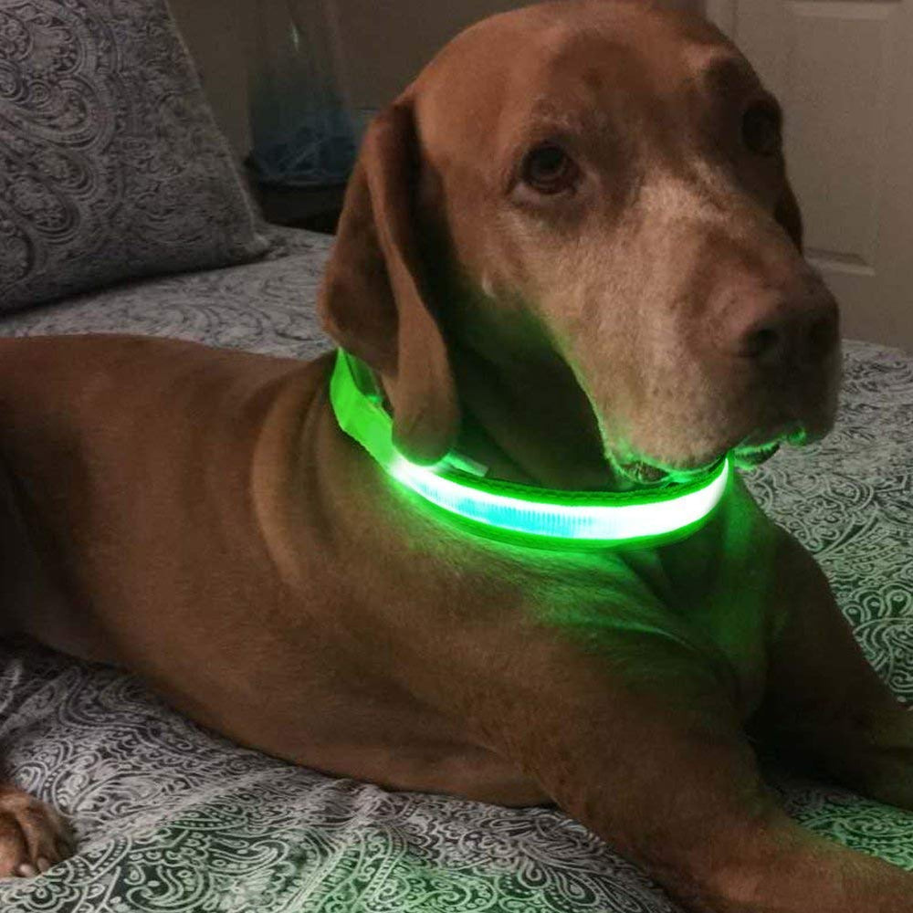 Collar LED MASBRILL para perros de todos tamaños durante caminata nocturna