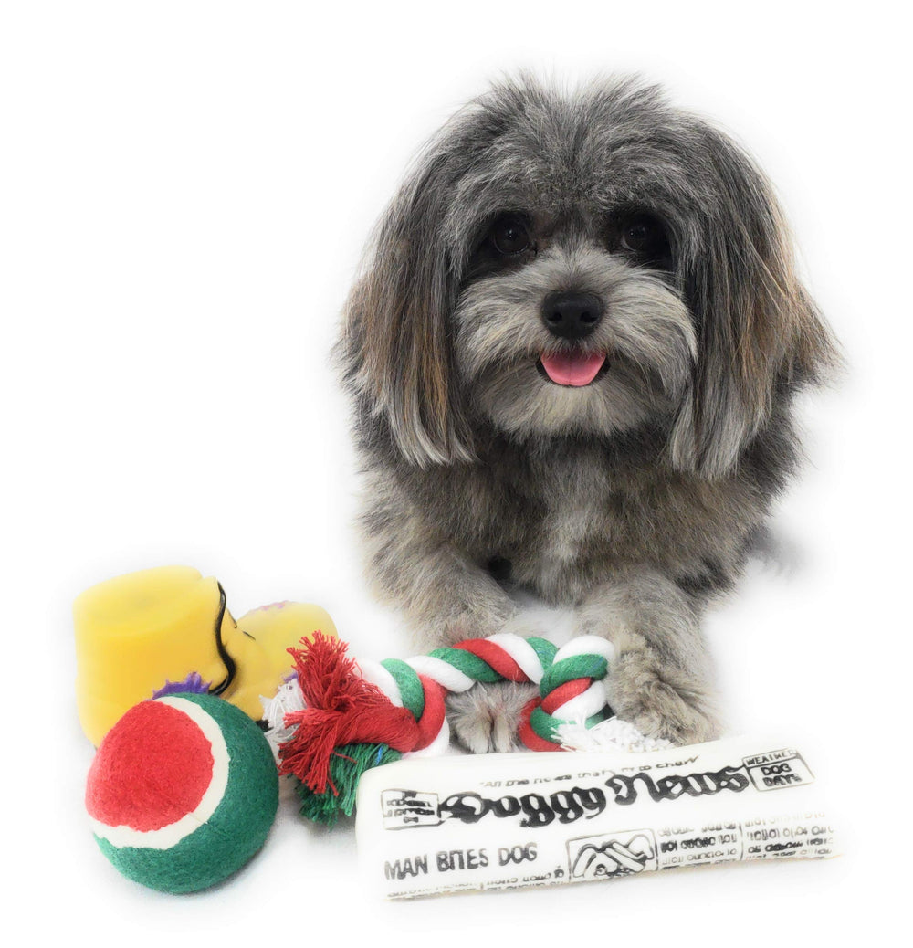 Massca squeaky boot dog toy sparks curiosity during festive indoor fun.