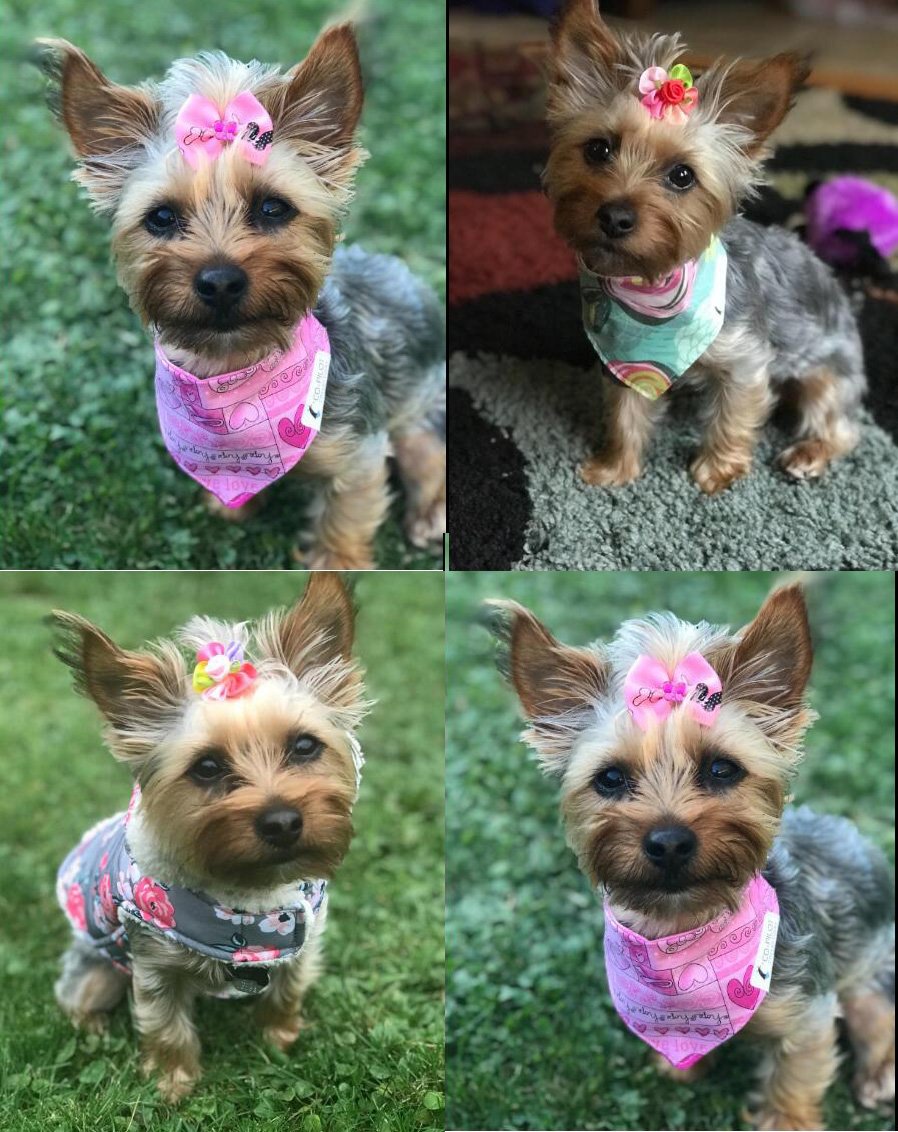 Masue Pets petal flower bows add subtle sparkle for cute everyday looks.