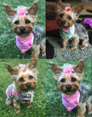 Masue Pets petal flower bows add subtle sparkle for cute everyday looks.