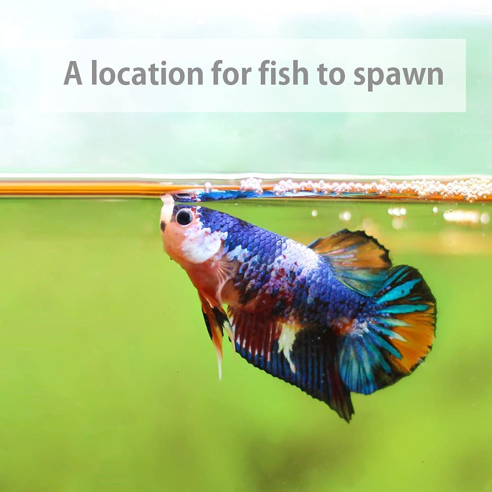 Betta color enhancement glimpsed with Matchimaa Indian Almond Leaves in tank.