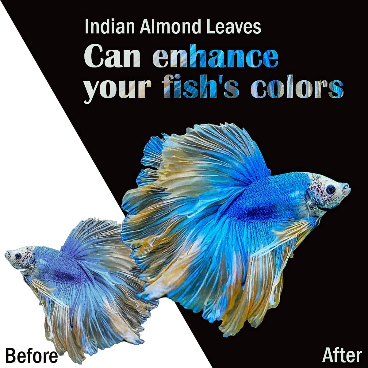 Healthy small fish and shrimp in tank benefit from Matchimaa leaves setup.