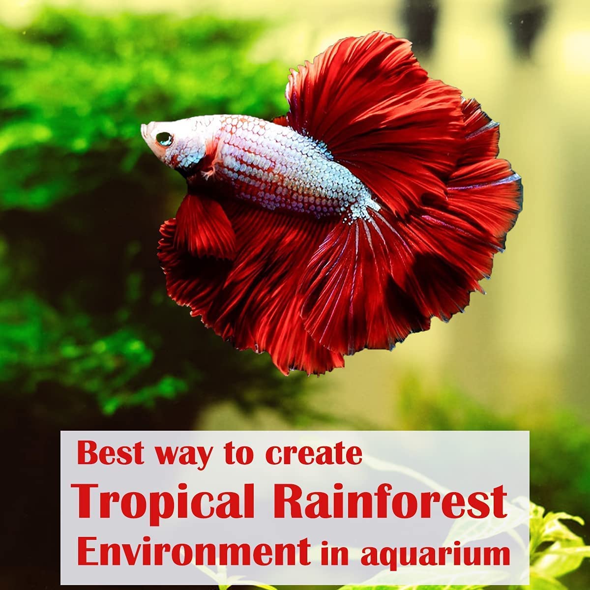 Indian Almond Leaves in a home aquarium tank providing hiding spots and natural ambiance.