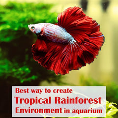 Indian Almond Leaves in a home aquarium tank providing hiding spots and natural ambiance.