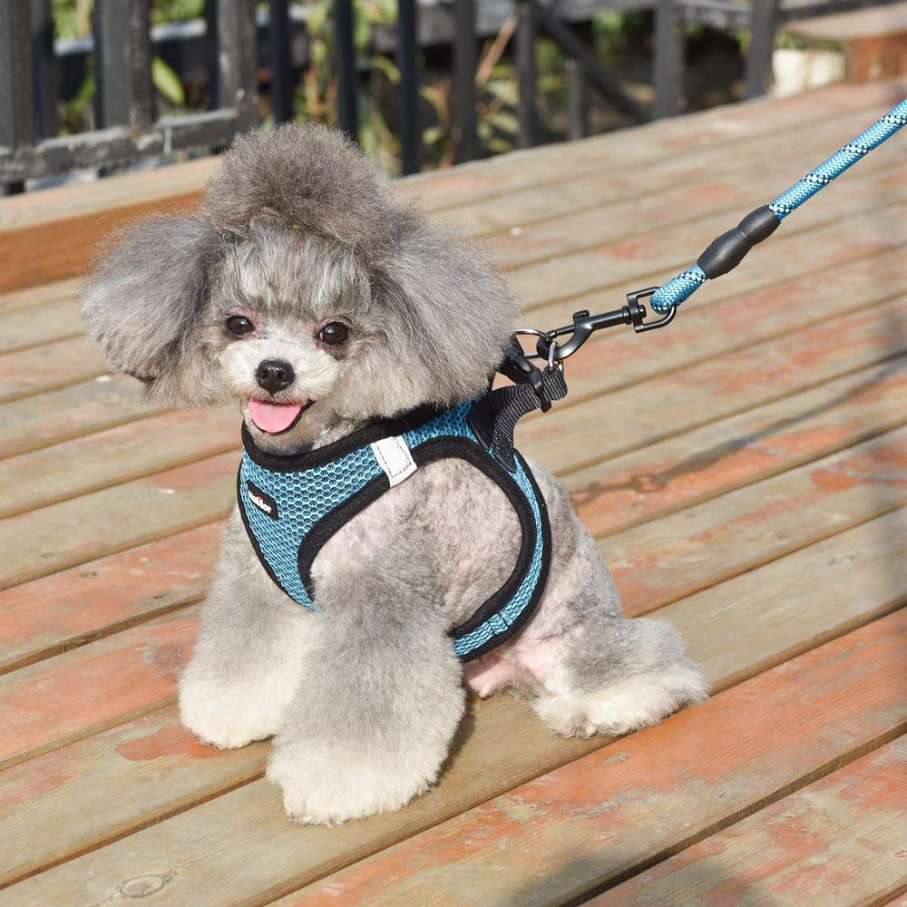 Matilor leash with secure clip supports safe, confident walking.