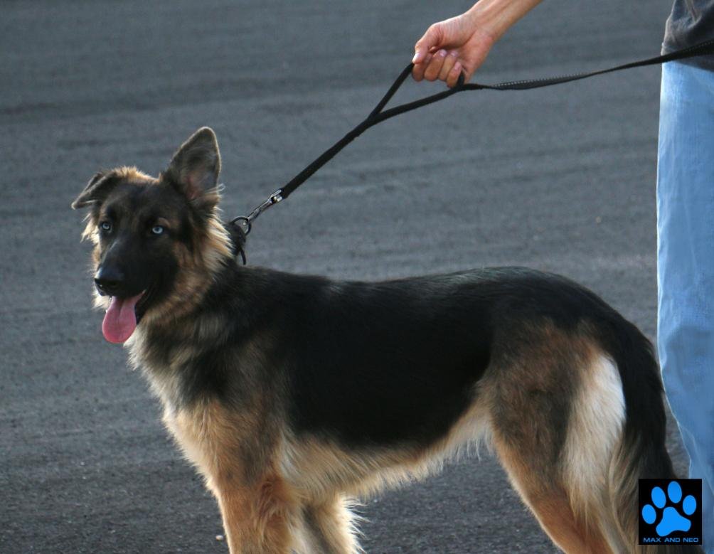 Max and Neo heavy-duty clasp with 1-inch webbing withstands regular dog walks
