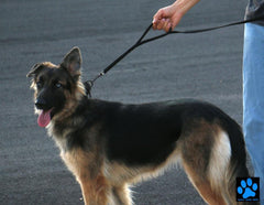 Max and Neo leash with D-ring near handle for accessories during walks