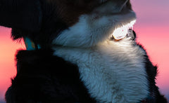 Max & Molly one-size-fits-all dog collar light fits collars, leashes, and harnesses securely.