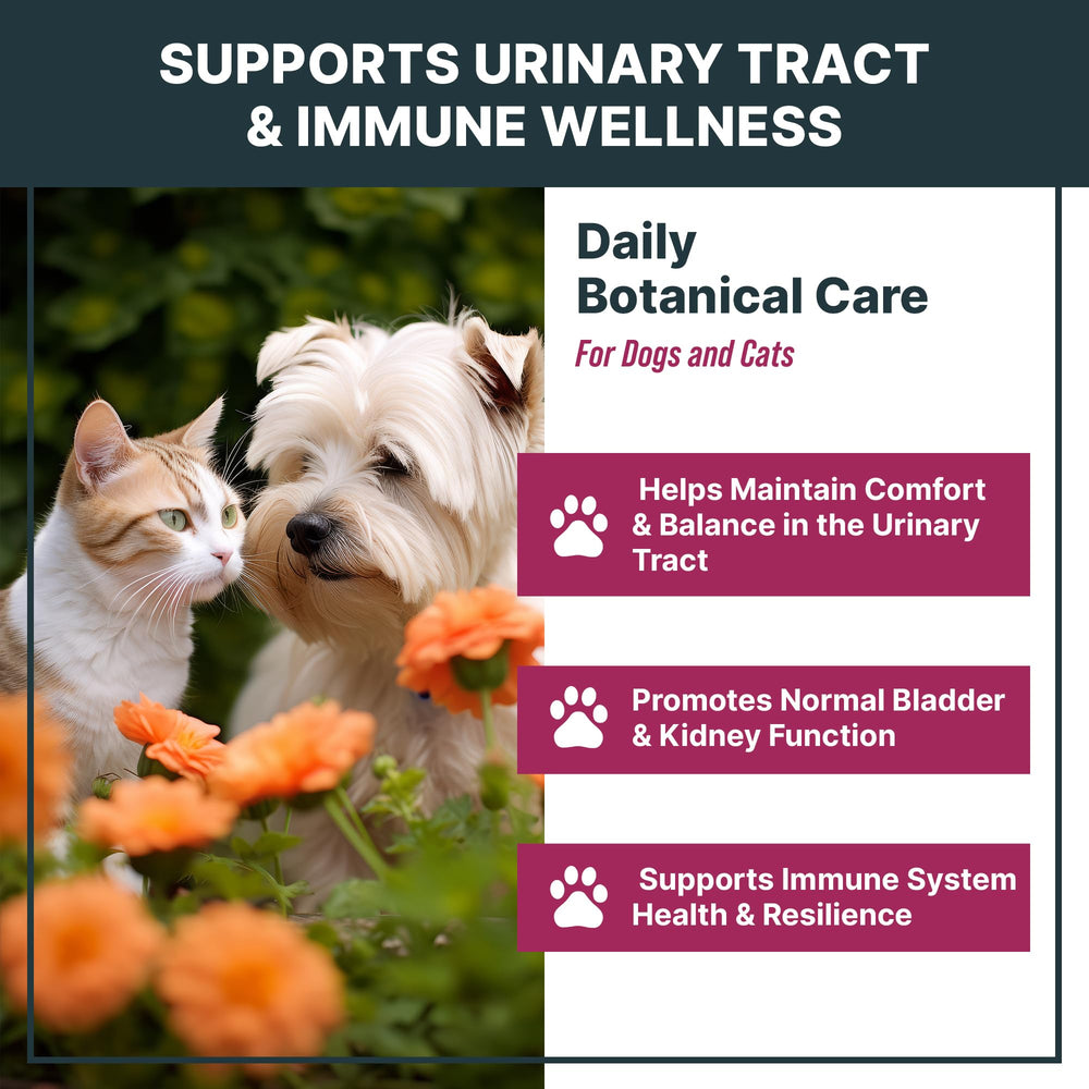 MaxBuddy UTI drops poured into pet food for easy daily urinary support.