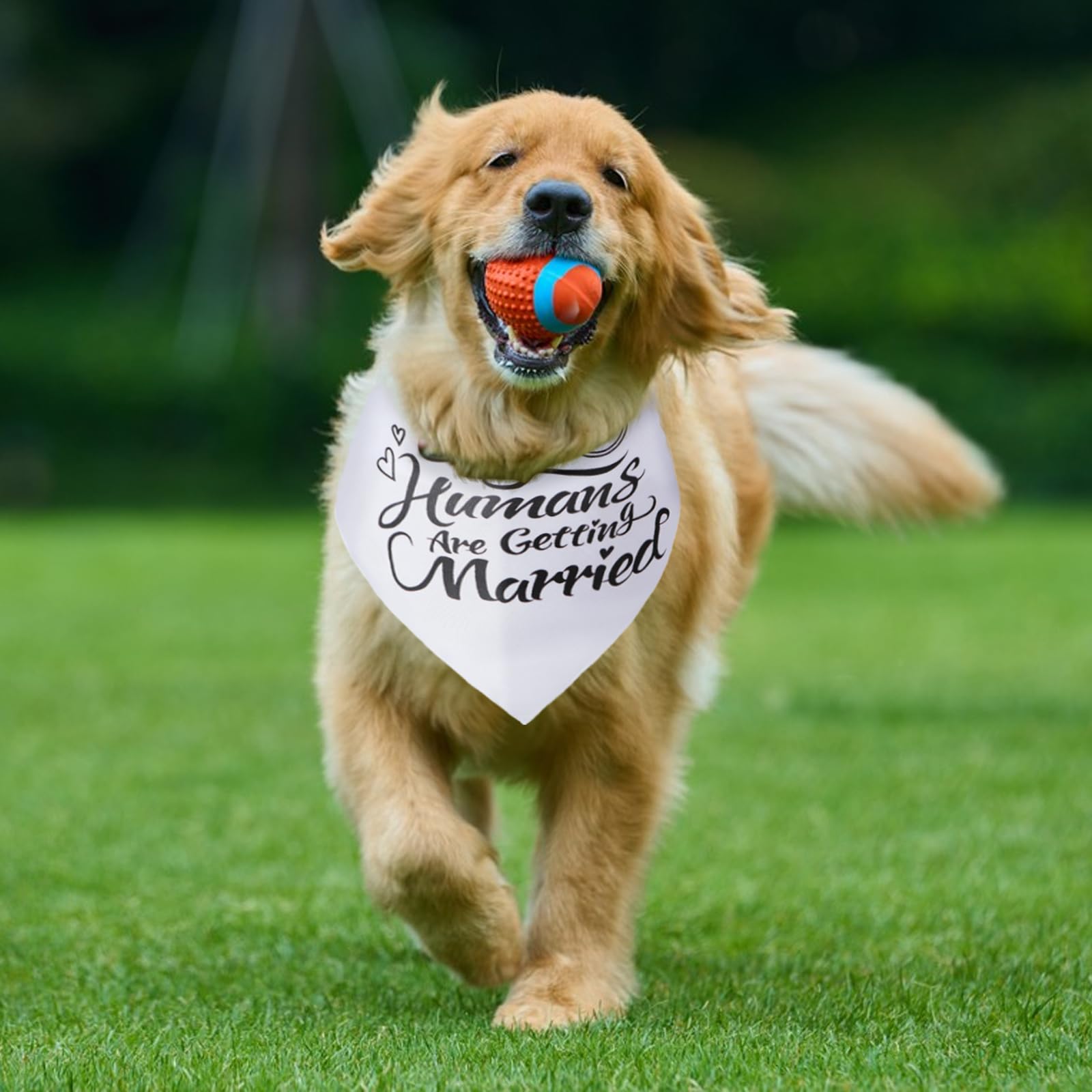 MAXIQI dog bandana styled as a wedding outfit accessory