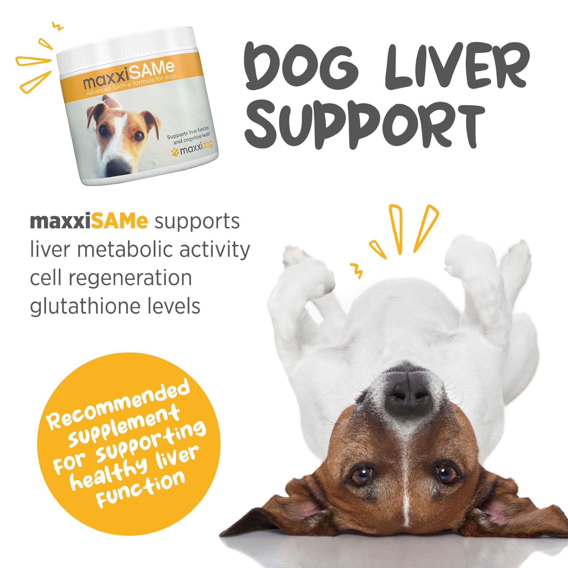 maxxipaws maxxiSAMe powder jar closeup highlighting premium SAM-e liver and cognitive support.