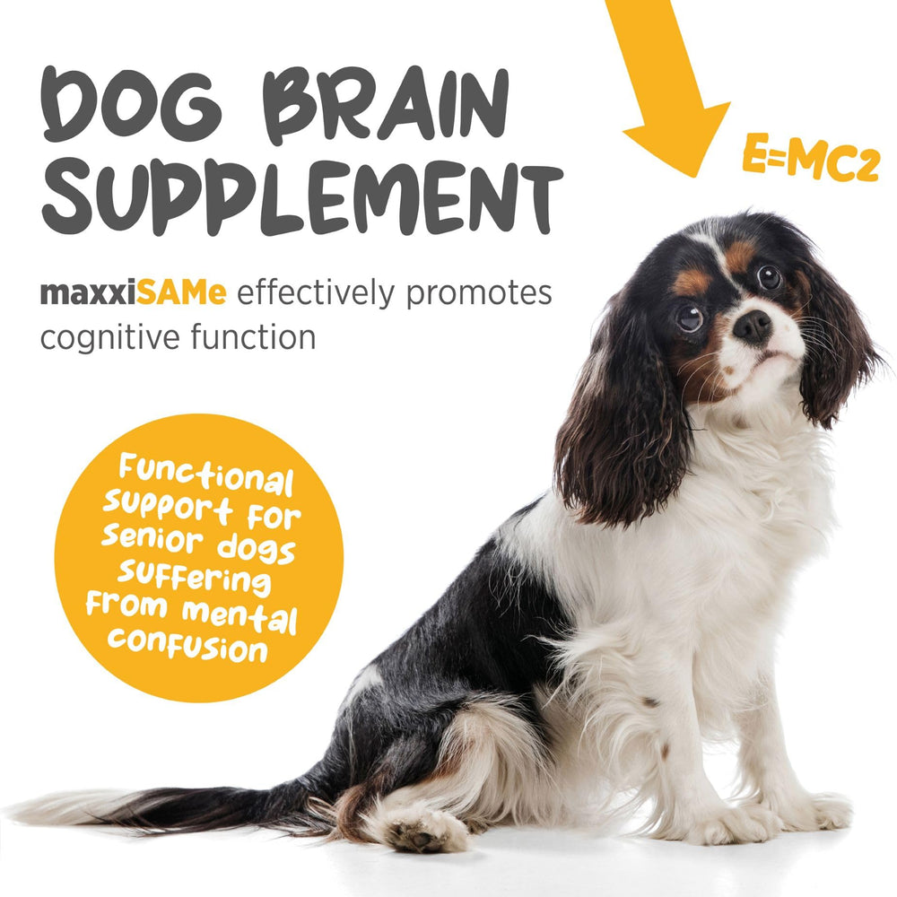 maxxipaws maxxiSAMe powder with scoop ready to mix into dog food for absorption.