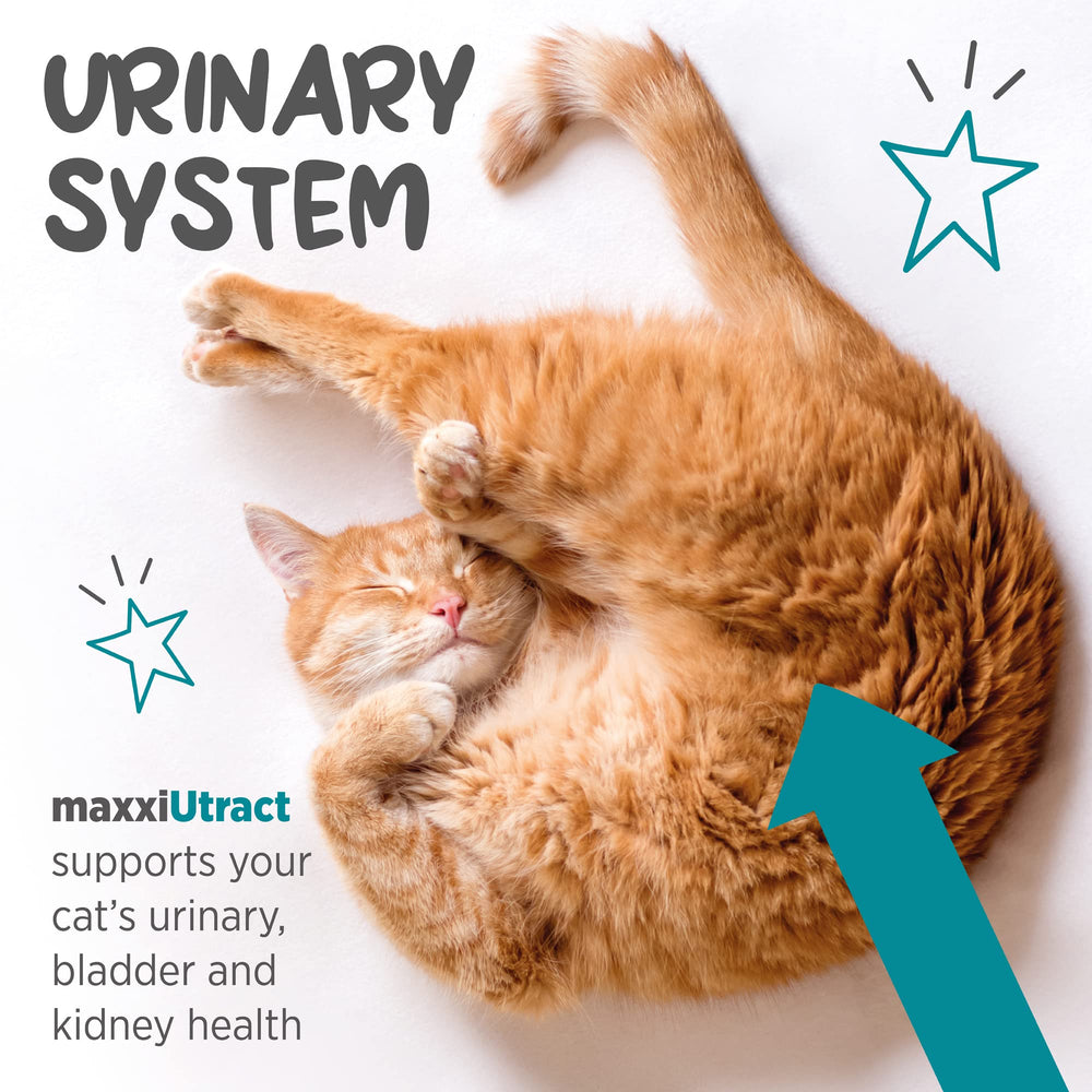 MaxxiPaws maxxiUtract cranberry-powder close-up suggests flavor-friendly urinary support.