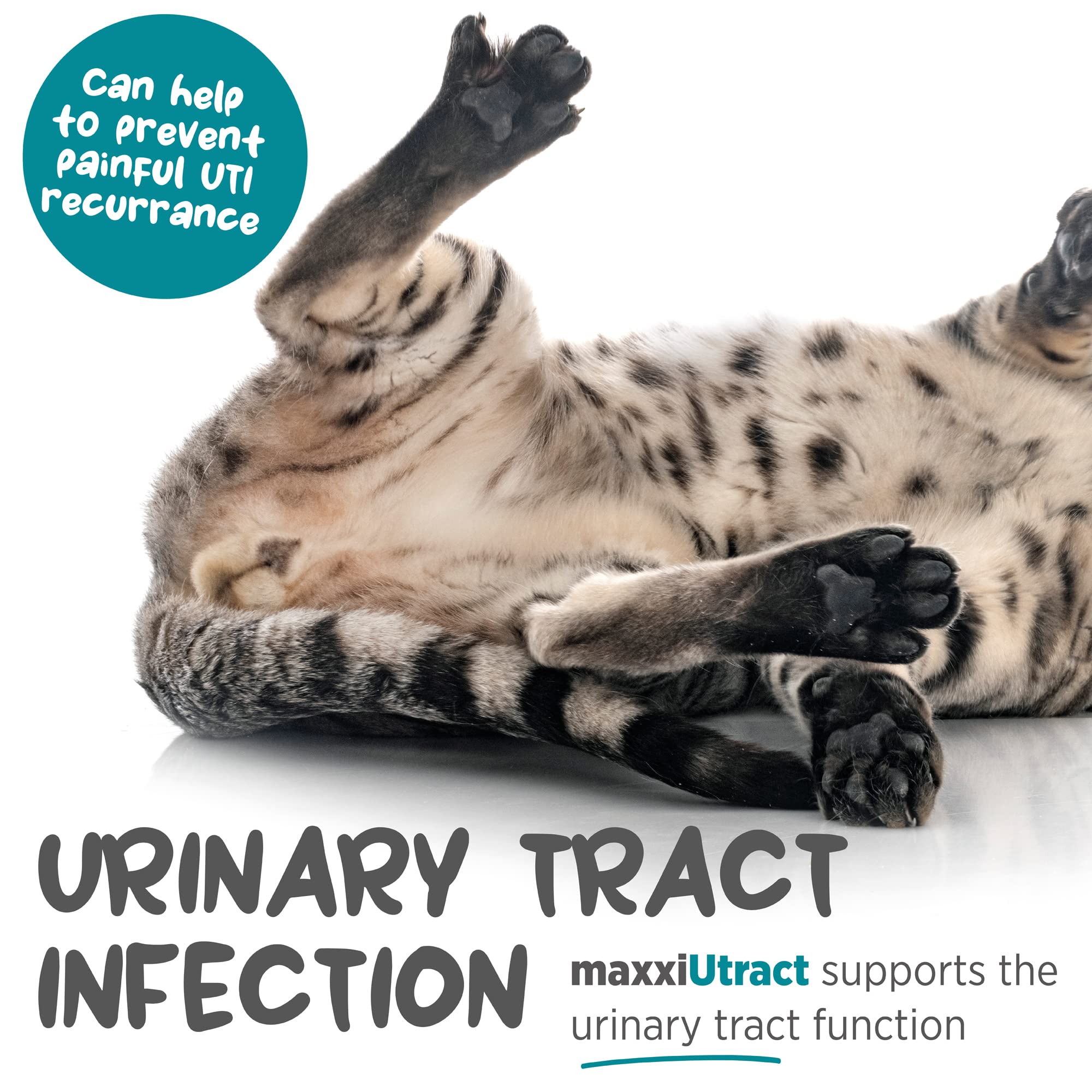 MaxxiPaws maxxiUtract measuring-scoop shows precise daily dose for 12 lb cats.