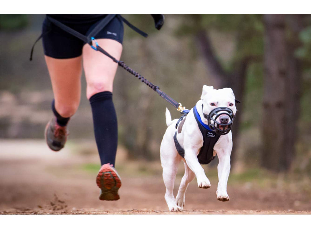 Mayerzon dog muzzle dog-acceptance demonstrates training-friendly muzzle use.