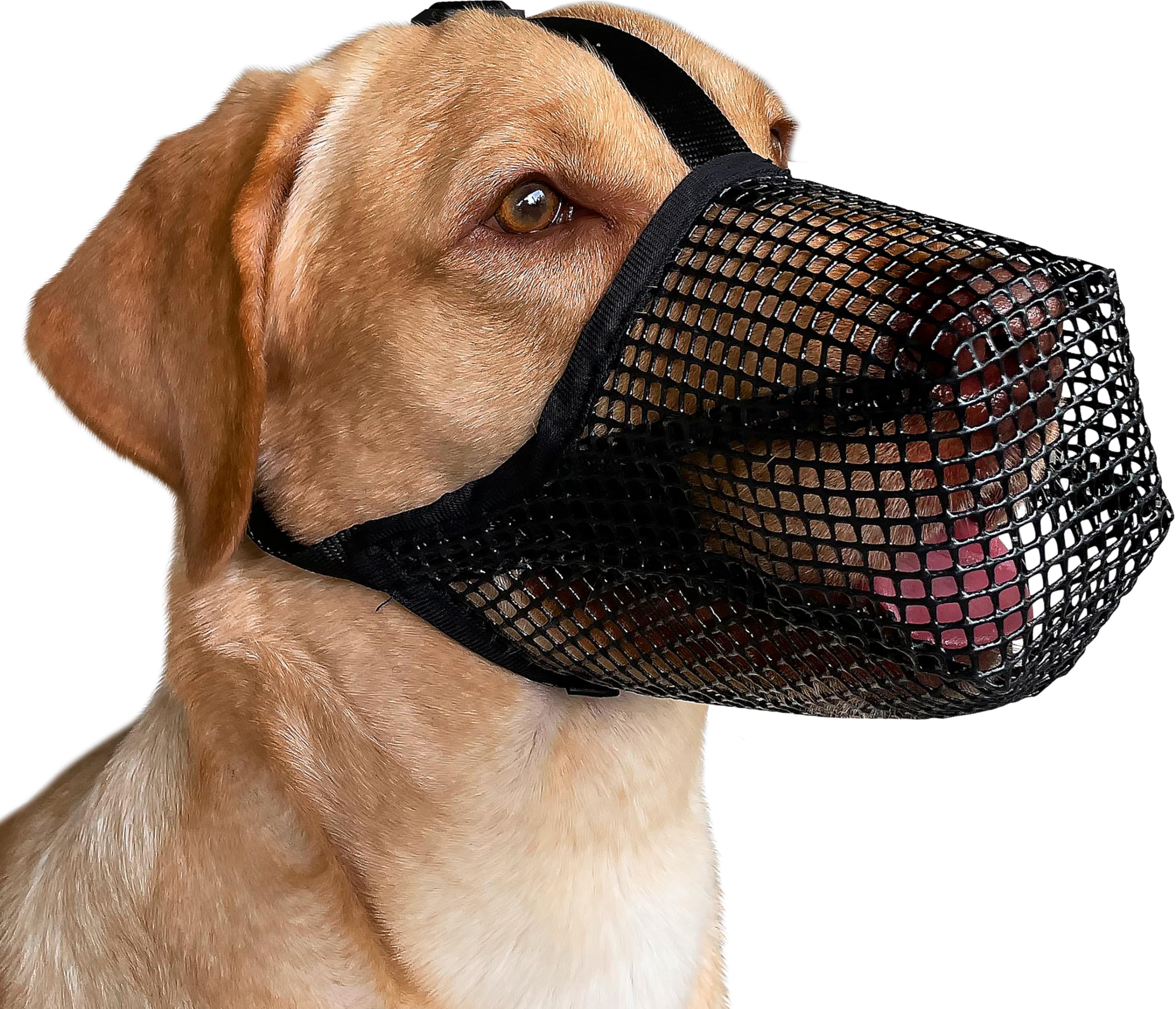 Mayerzon dog muzzle with soft mesh worn on a dog for safe socializing.