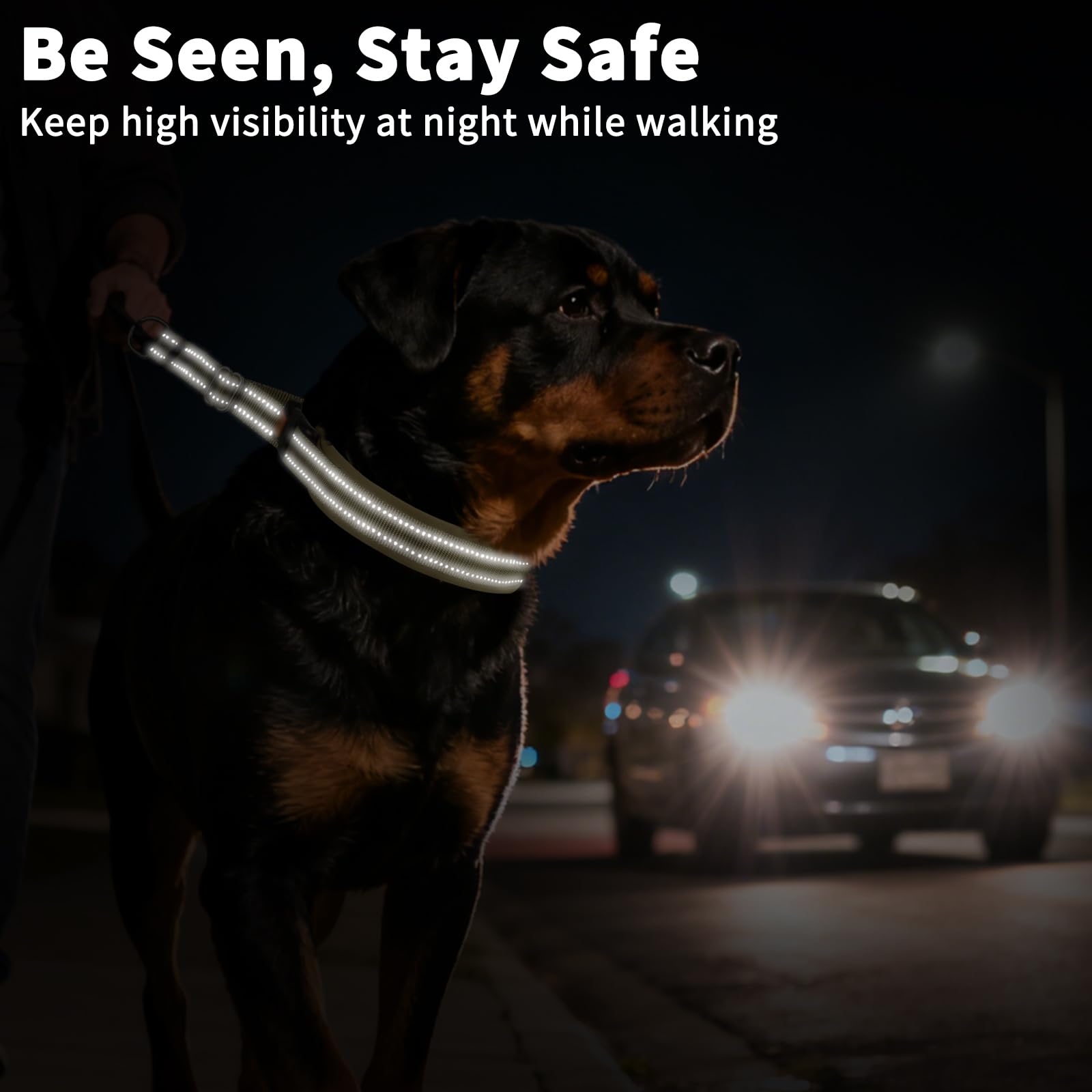 Mayerzon no pull collar in use during a walk shows improved leash control and focus