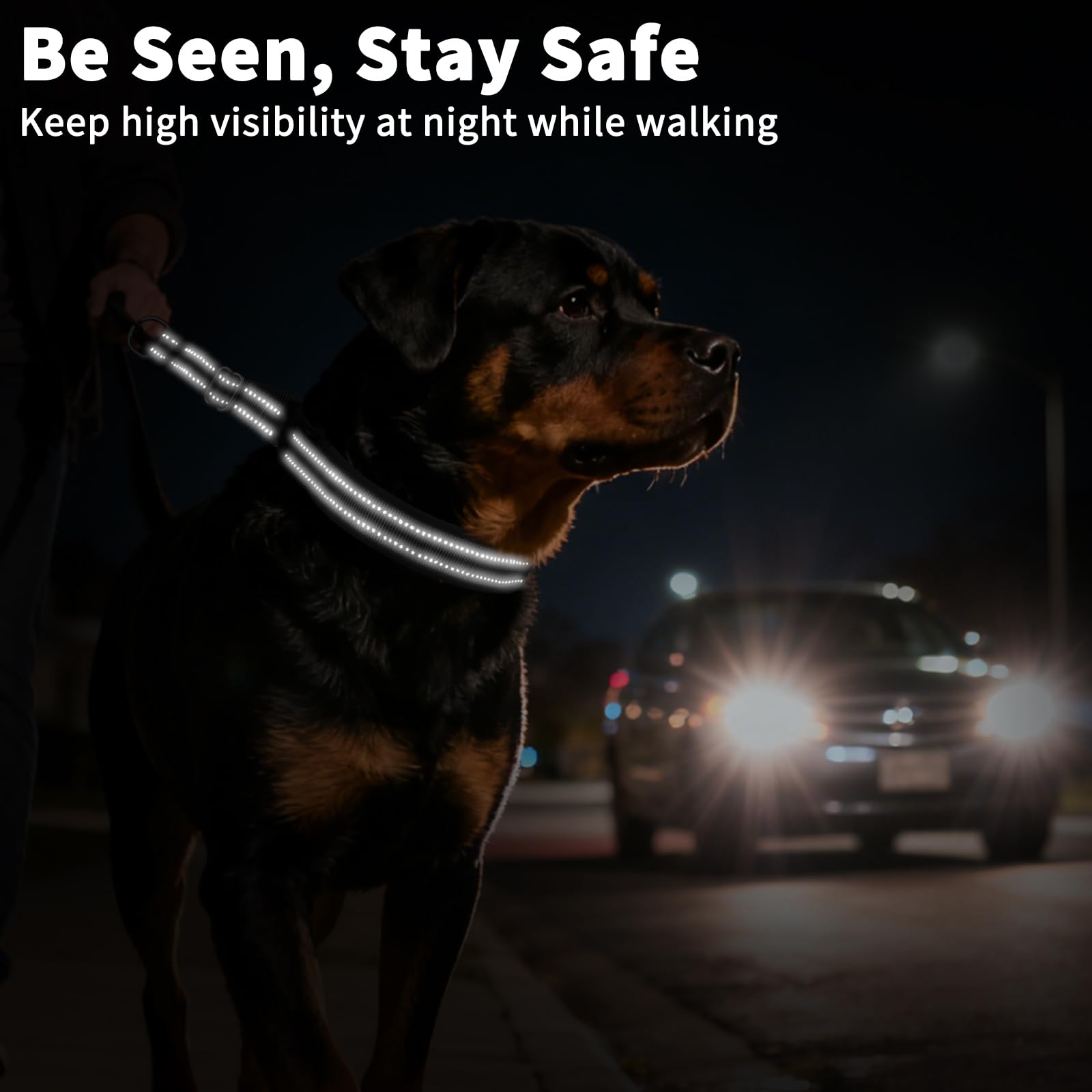 Mayerzon reflective webbing on collar highlighting safety during low-light training.