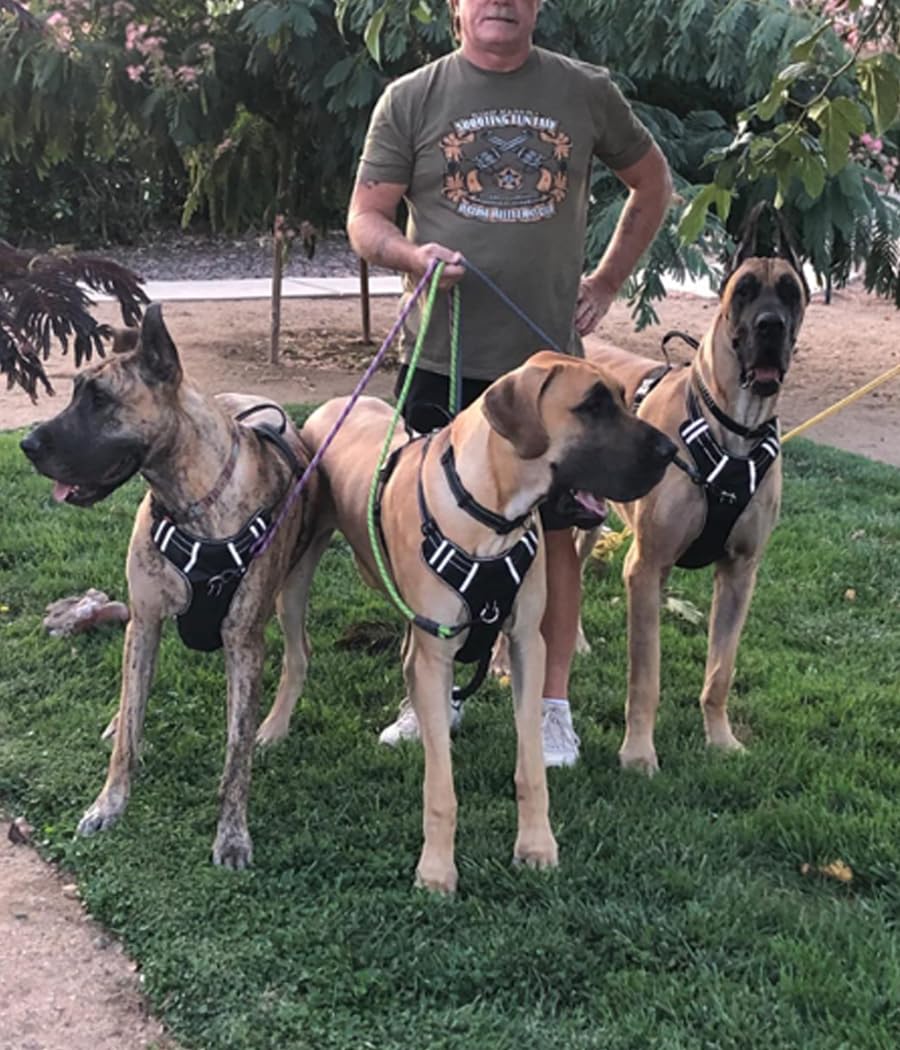MayPaw leash ideal for urban walks and training