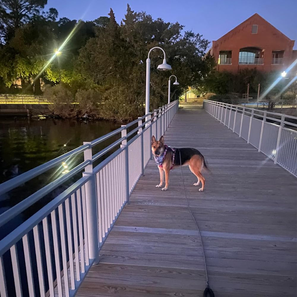 MayPaw heavy-duty leash suited for large dogs and recall training