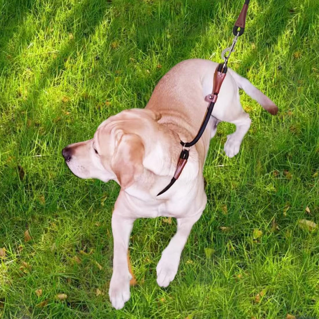 MayPaw slip collar color red bold look for sessions