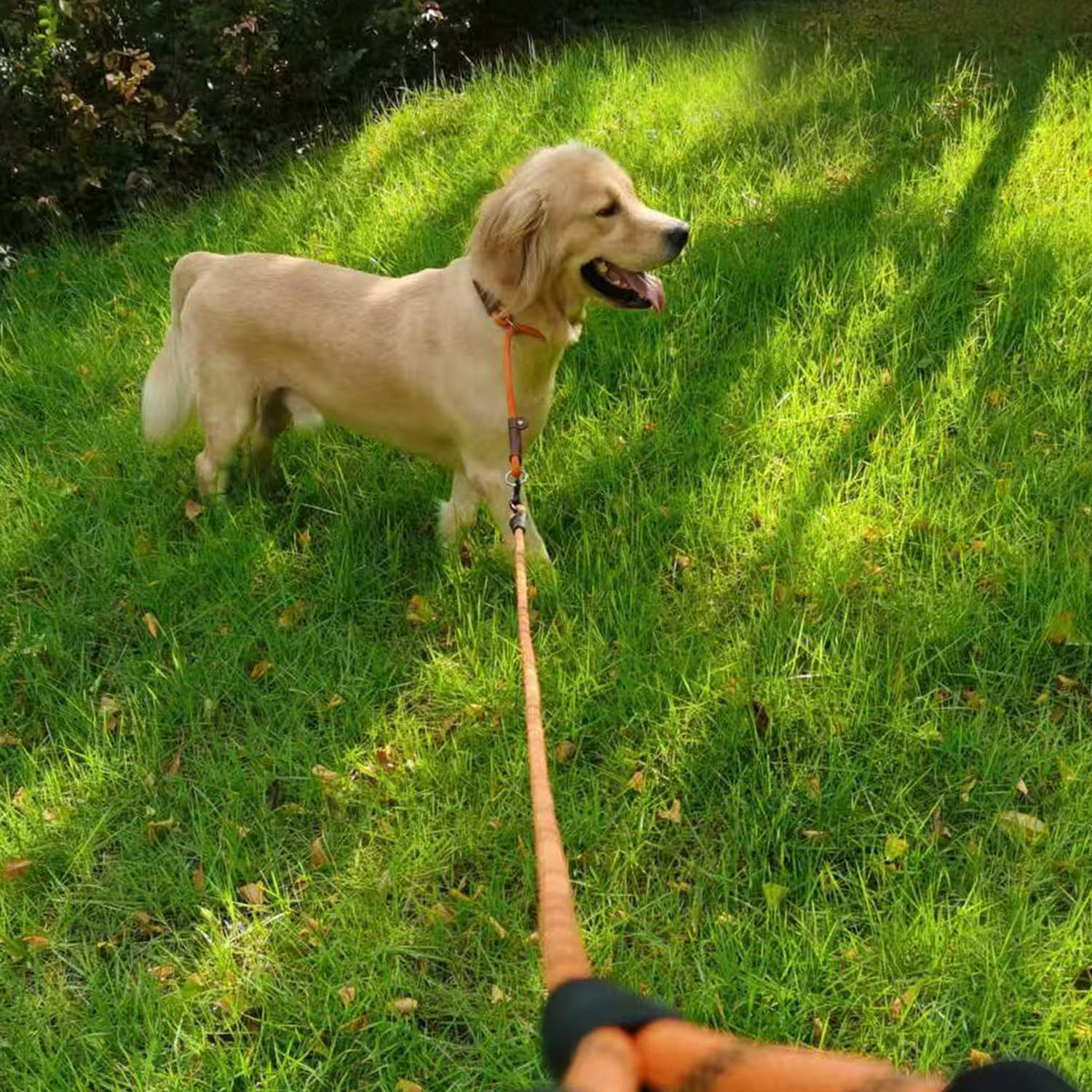 MayPaw slip collar easy-clean storage design for quick maintenance