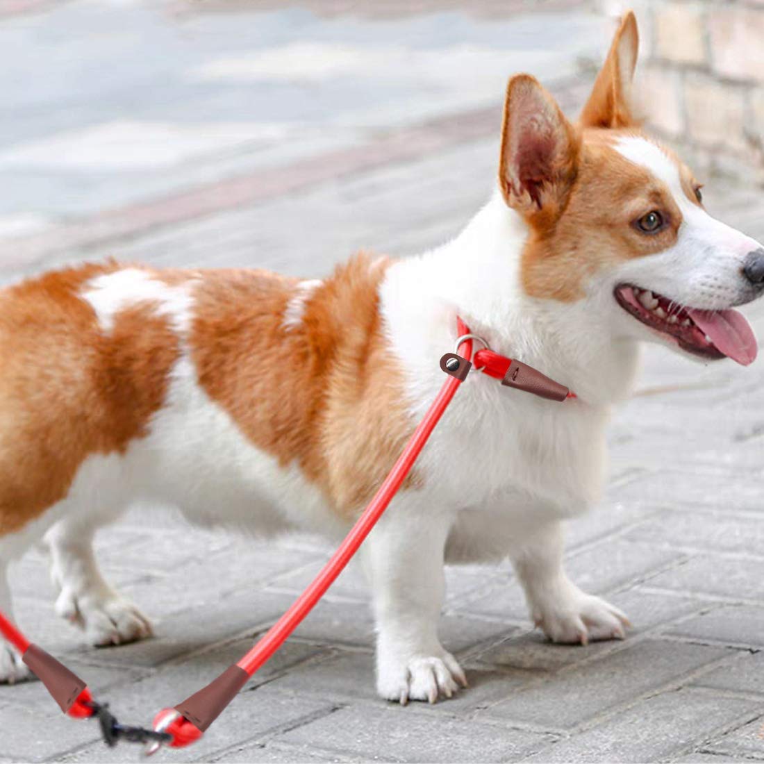 MayPaw slip-collar large-dog fit shown with 24in length.