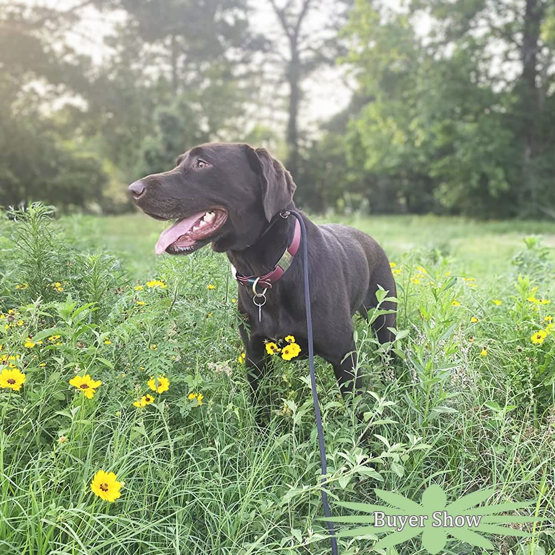 MayPaw slip lead ideal for walking and hiking with small to medium dogs.