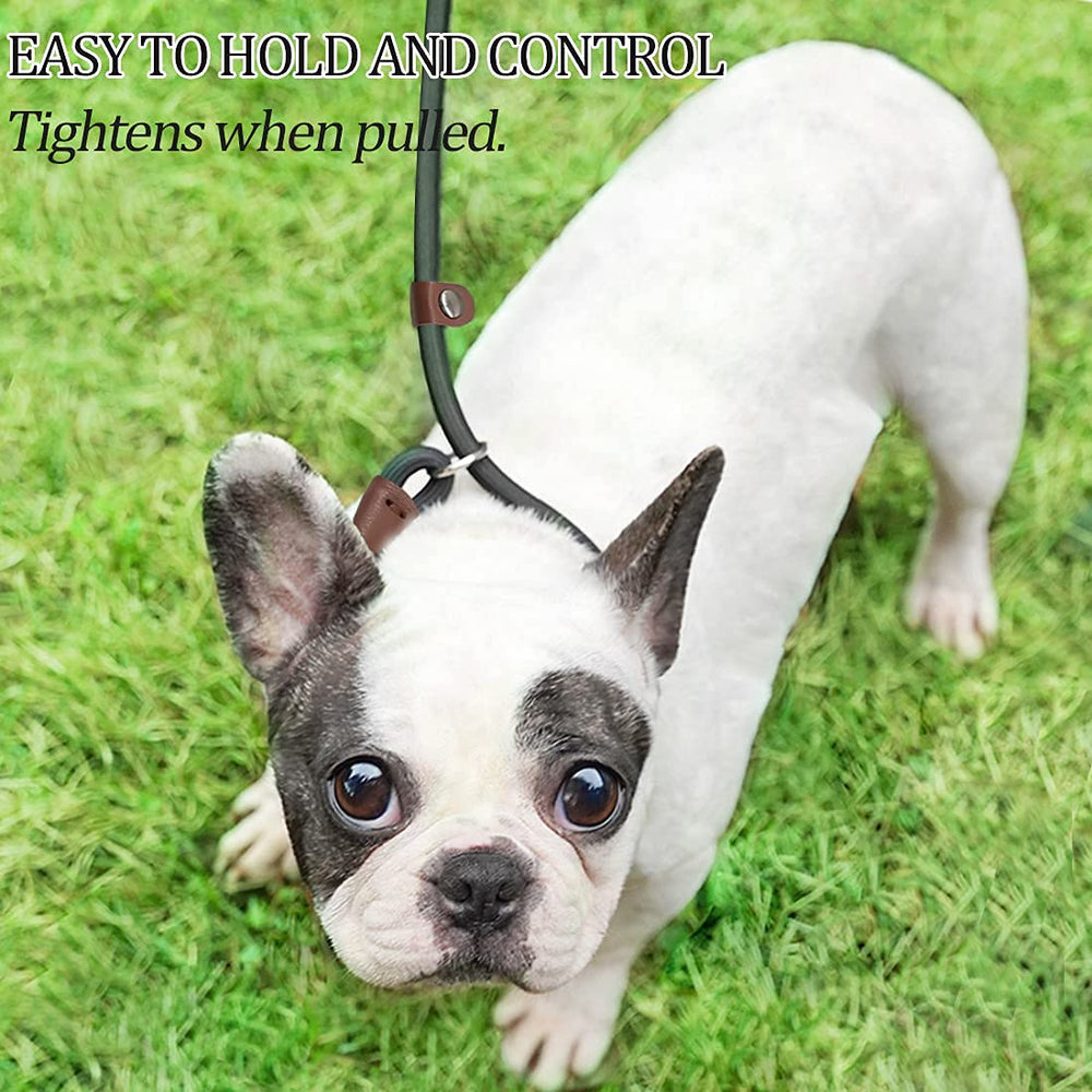 MayPaw Slip Lead walking scene demonstrates control during outdoor strolls