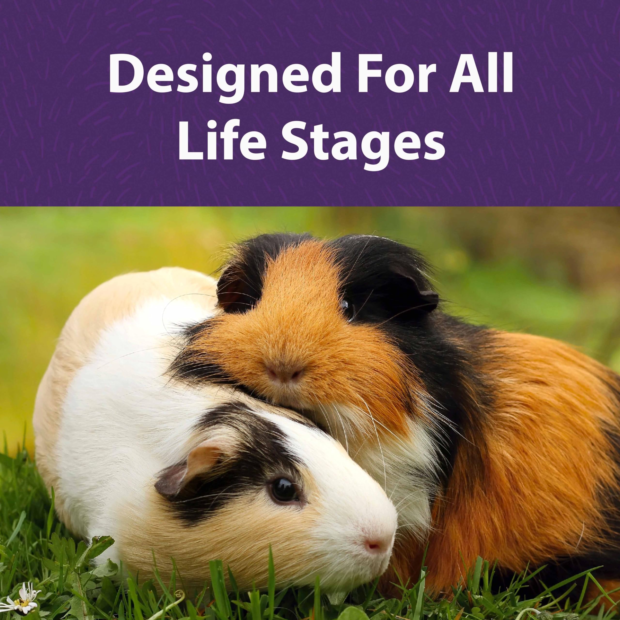 Mazuri Timothy-Based Guinea Pig Food nutrition label shows balanced protein and minerals.