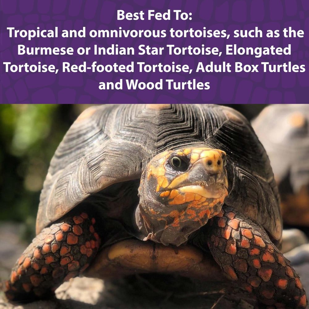 Mazuri Tortoise Diet serving dish — easy-to-serve pellets at mealtime.
