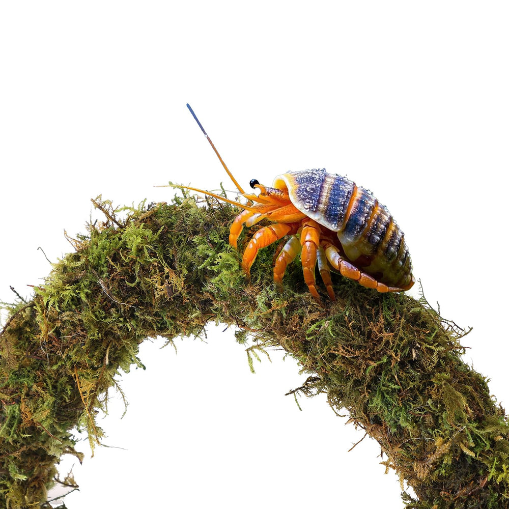 Mechpia hermit crab usage steps image guides setup, watering, and placement for quick acclimation.