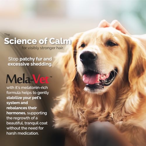 Mela-Vet dog relaxed after chews demonstrates improved comfort during travel or vet visits.