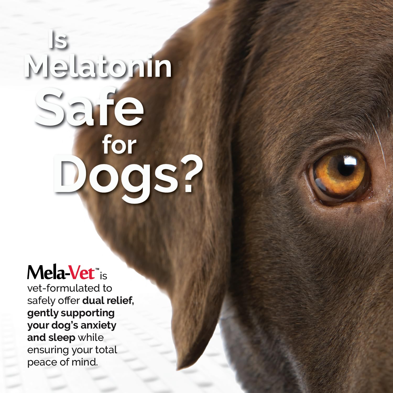 Mela-Vet travel-ready dog with chews highlights travel comfort and reduced motion sickness.
