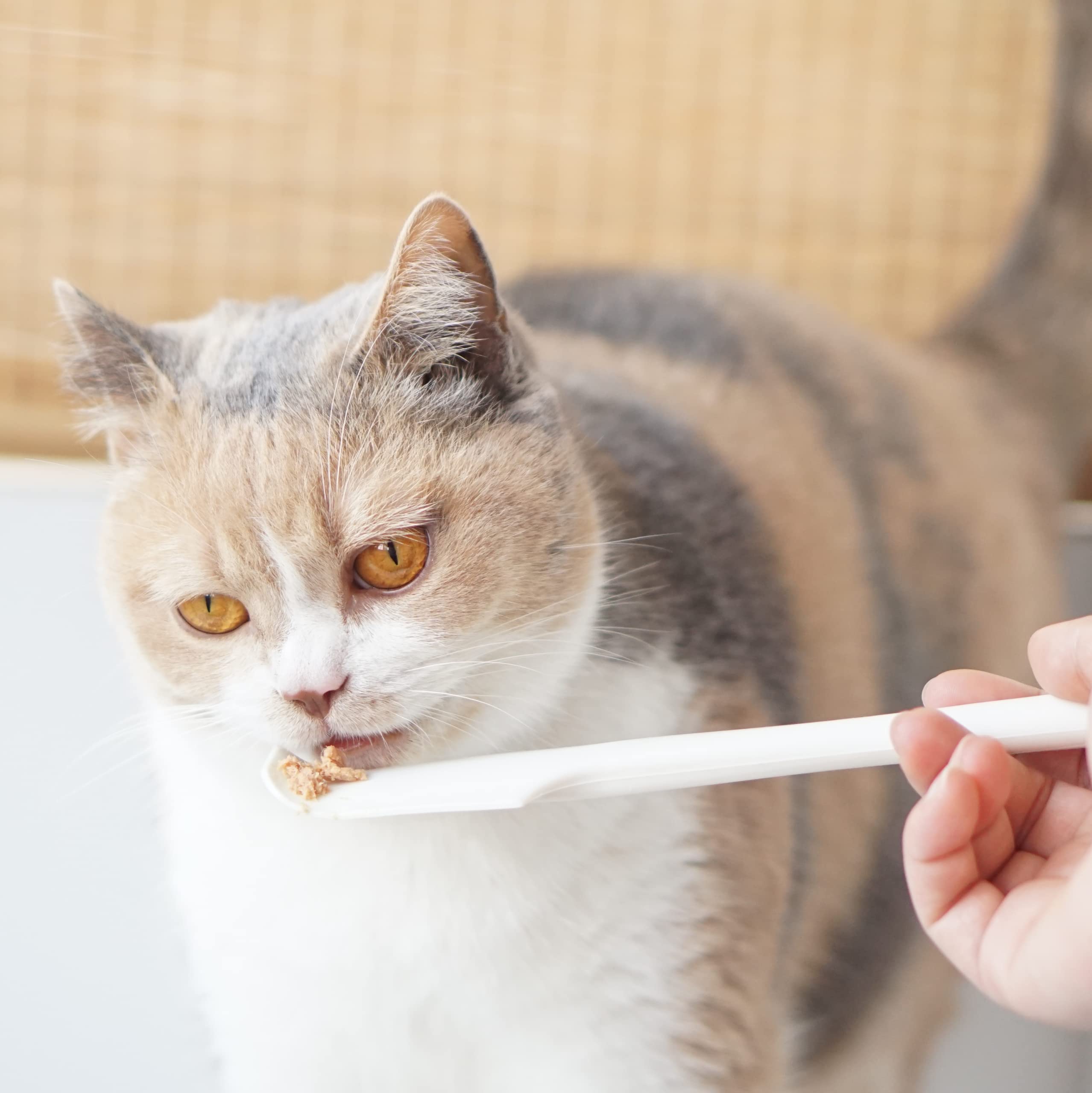 Meow&Woof easy-clean scraper for dog cans simplifies post-meal cleanup.