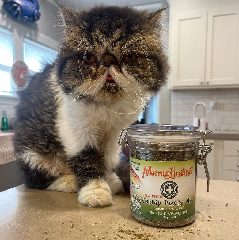 Meowijuana Catnibas jar beside a cat during zoomies signals active play
