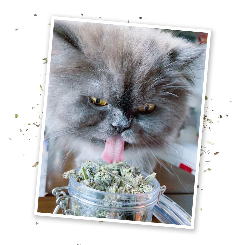 Meowijuana catnip buds jar top view displaying premium packaging