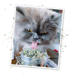 Meowijuana catnip buds jar top view displaying premium packaging