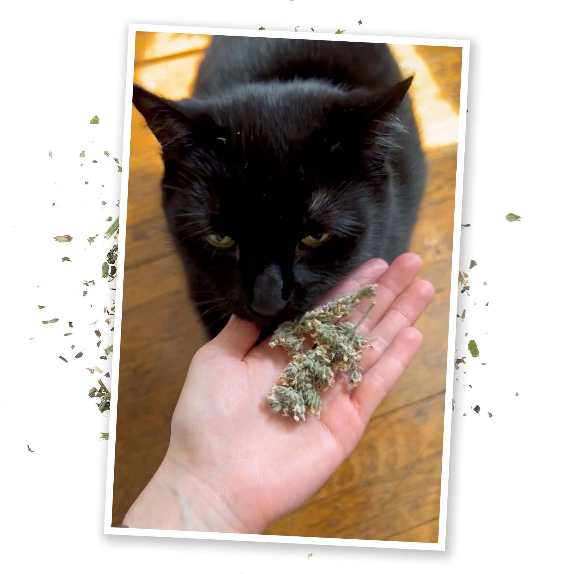 Meowijuana catnip buds on counter ready to sprinkle enrichment