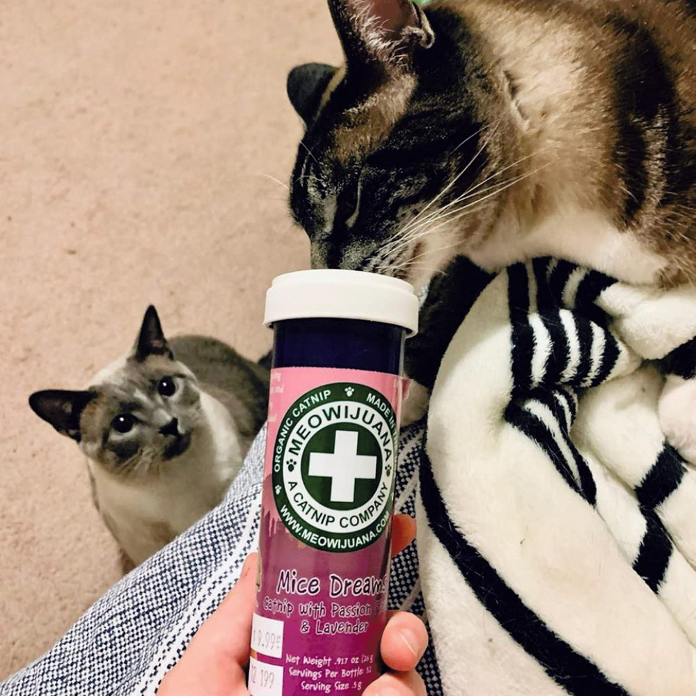 Meowijuana Catnip Treats and Toy Setup demonstrates interactive play