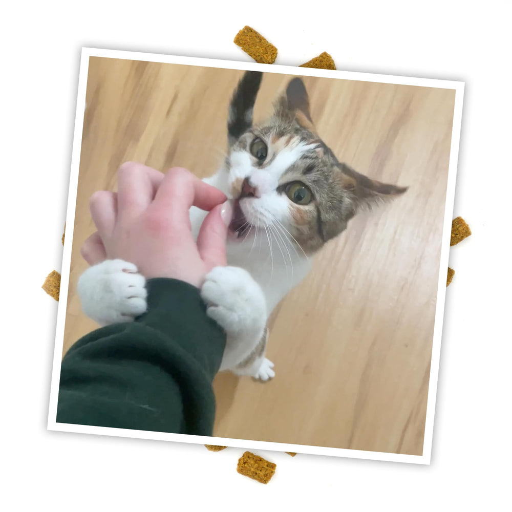 Meowijuana Crunchie Munchies 3 oz bag shown for convenient daily treats