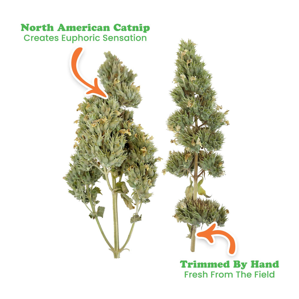 Meowijuana dried catnip buds jar label highlighting organic origin