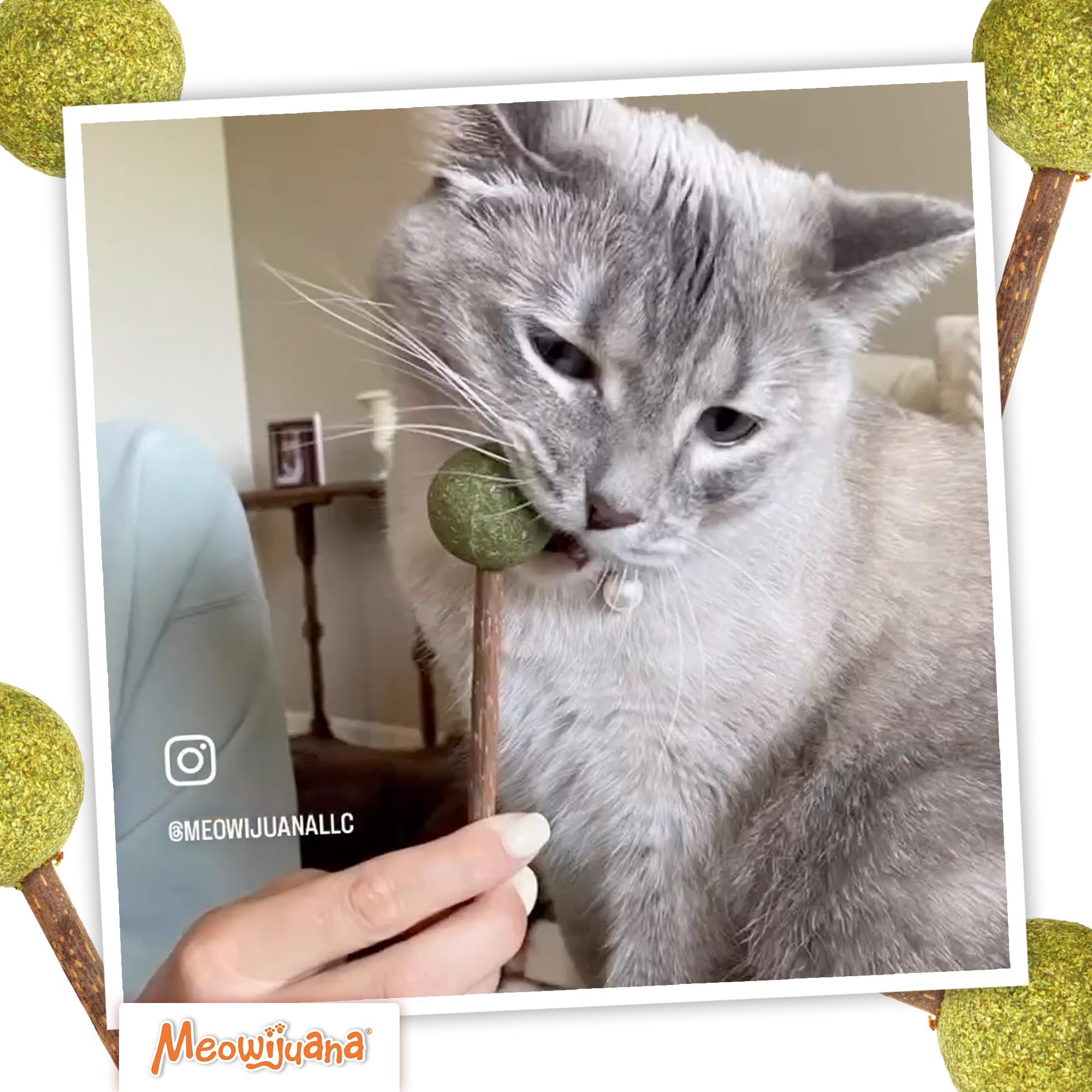 Meowijuana Lollies cat enrichment chewing texture in action