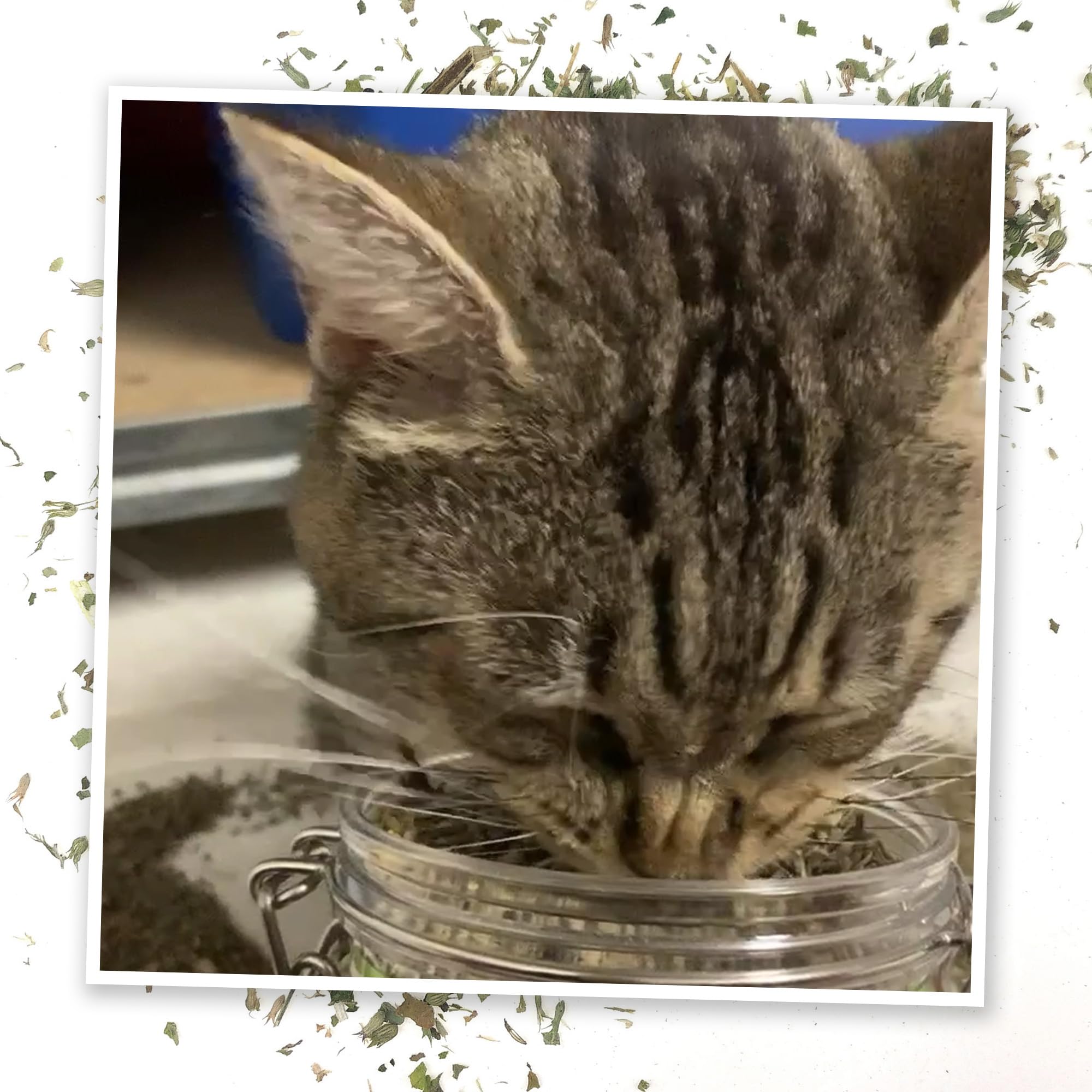 Meowijuana Pawty Mix shown on bed or scratcher for interactive play