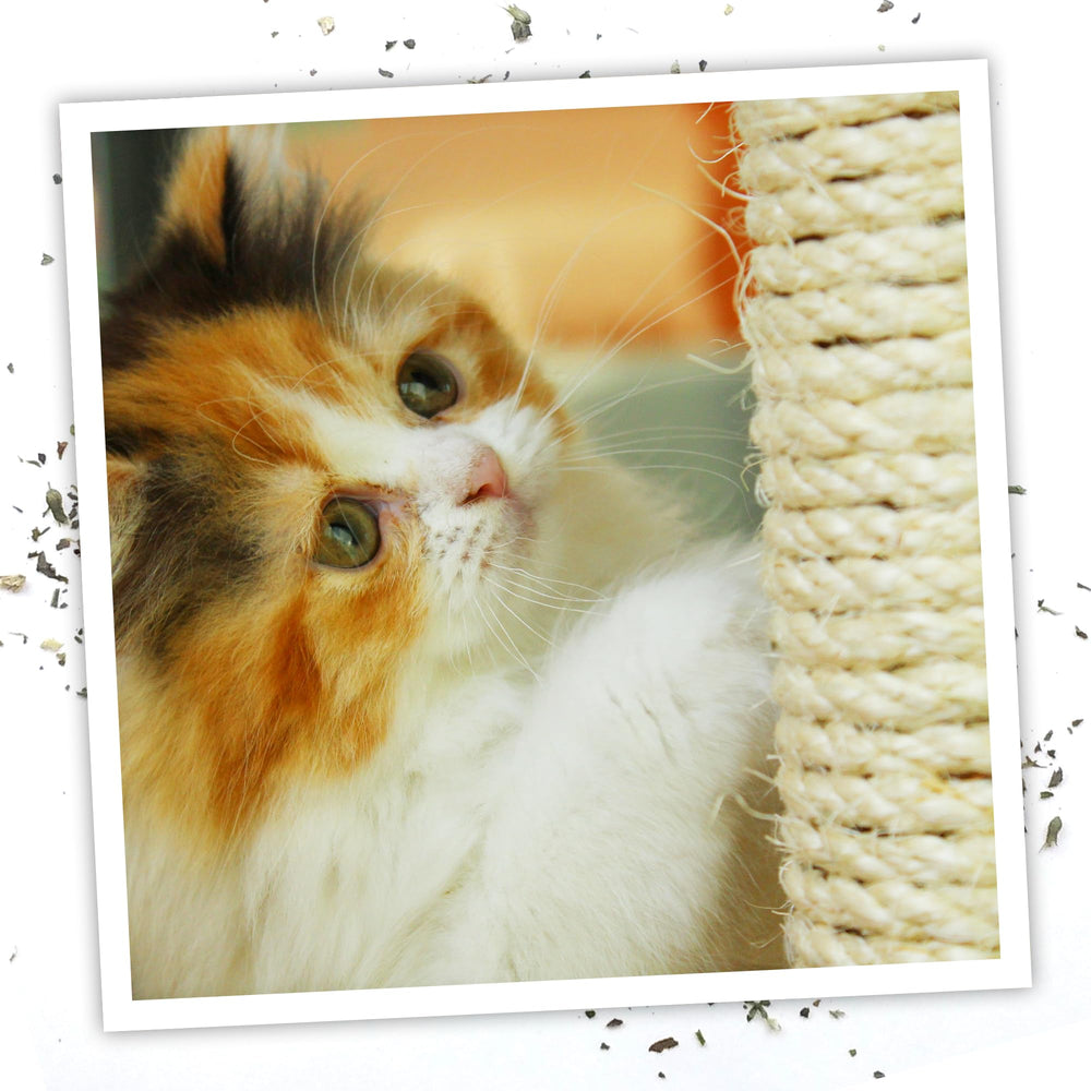 Meowijuana Premium Catnip Spray for training use shows quick surface attraction.
