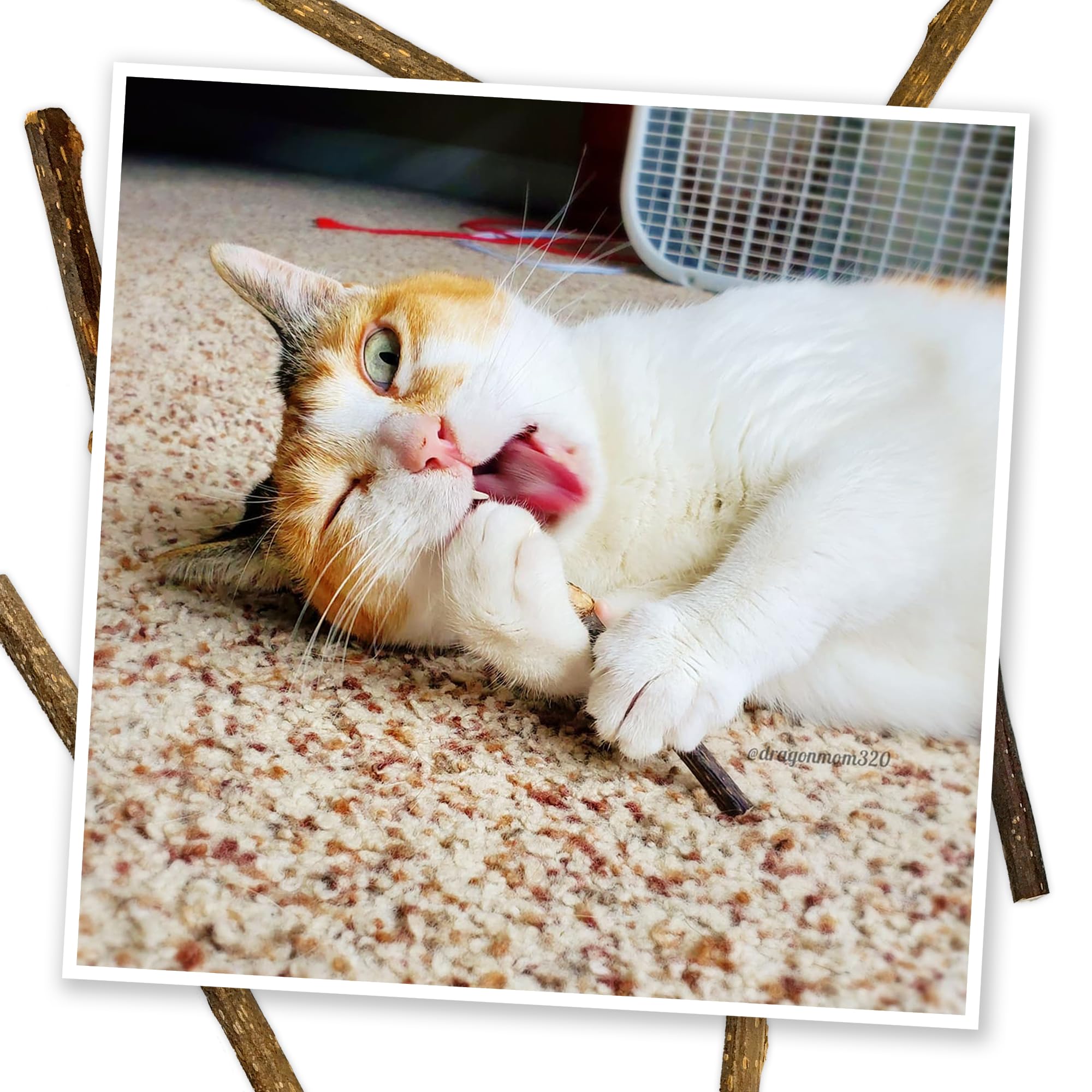 Meowijuana Silvervine Sticks support healthy chewing and potential dental benefits.
