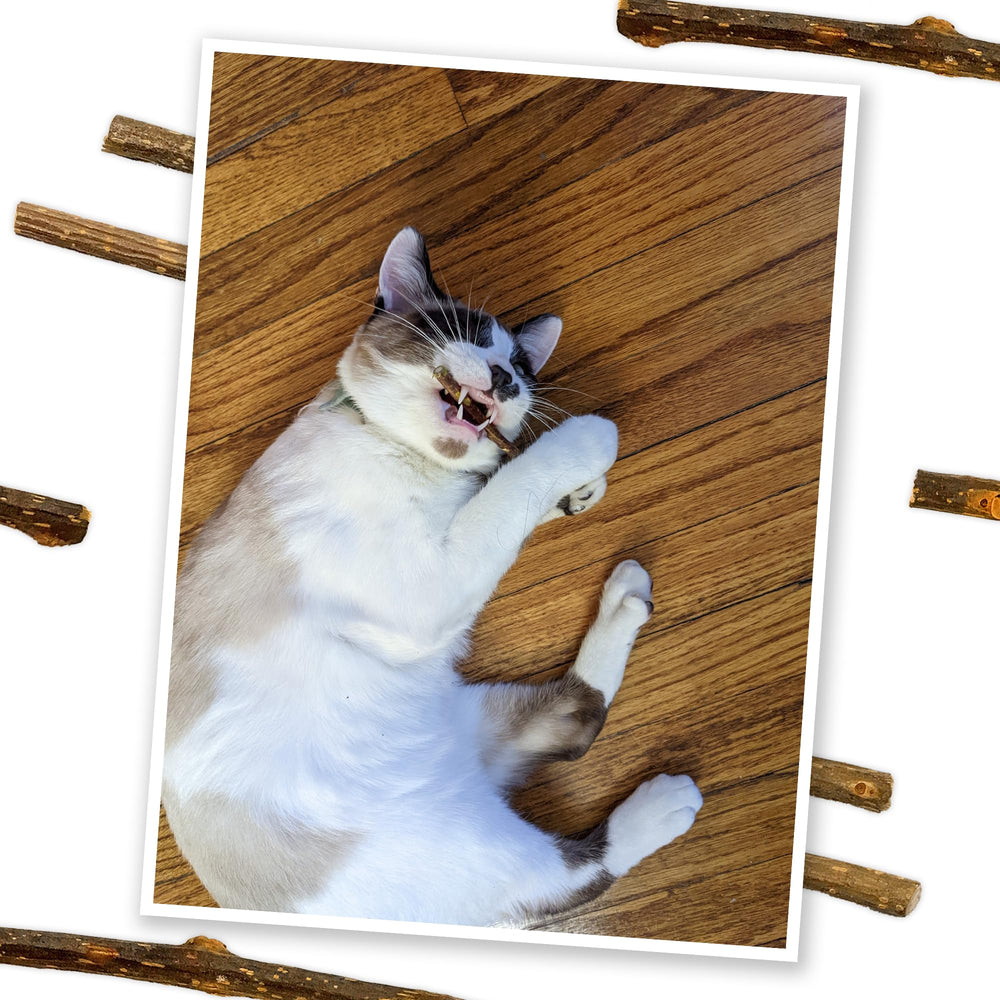 Meowijuana Silvervine Sticks six-session pack ideal for multi-cat households.